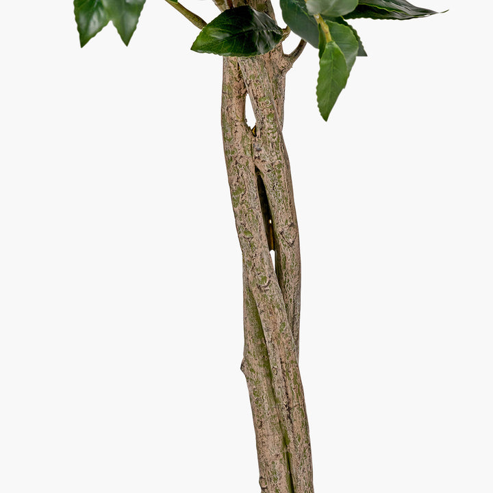 Medium Bay Tree in Pot 150cm