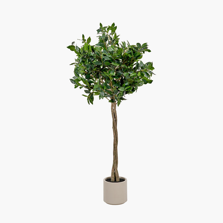 Medium Bay Tree in Pot 150cm
