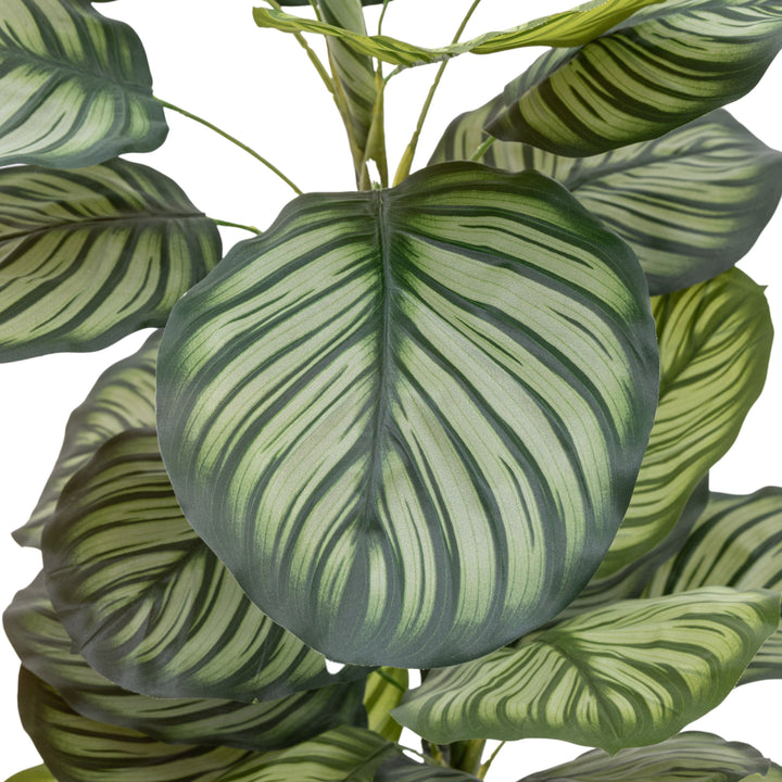 Potted Calathea Leaf Tree | Large