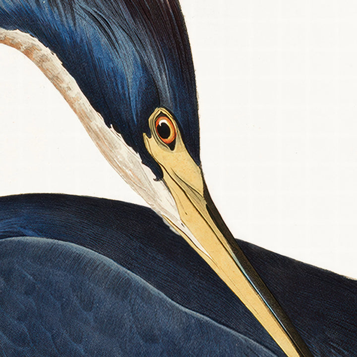 Louisiana Heron Framed Art