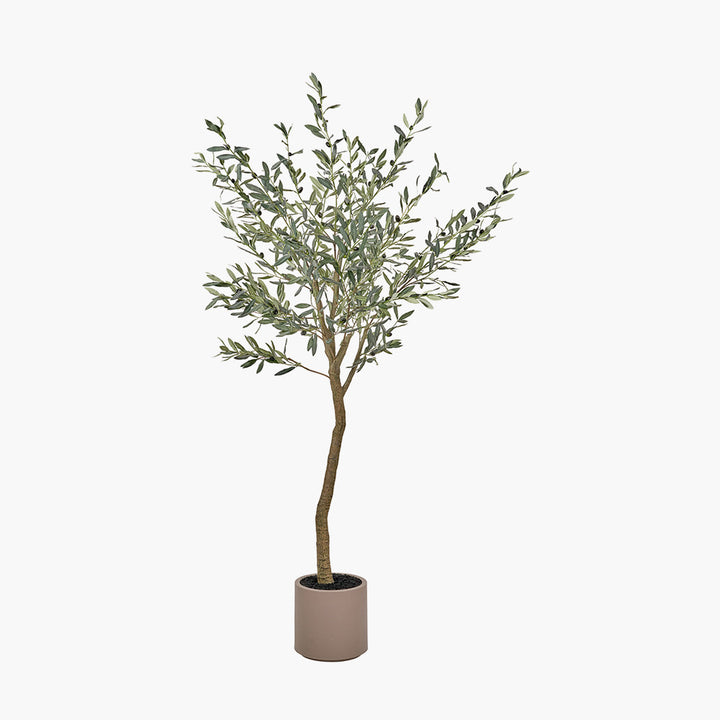 Large Olive Tree in Pot 210cm