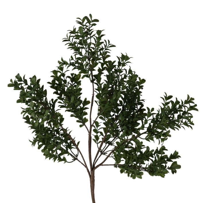Buxus Bush Spray Green (6pk)