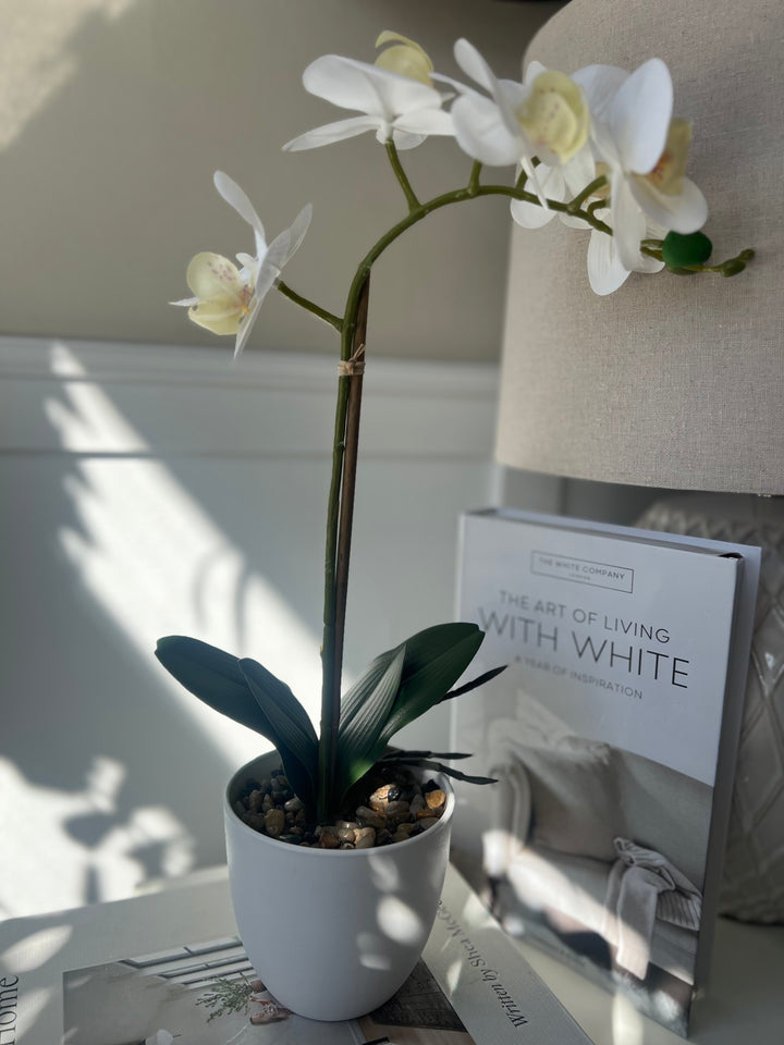 Orchid In white Pot