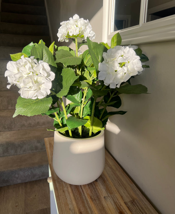 Medium White Hydrangea Plant In Pot