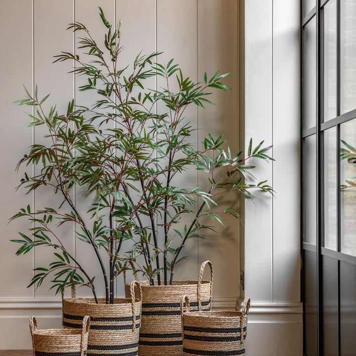 Potted Bamboo Tree | Large