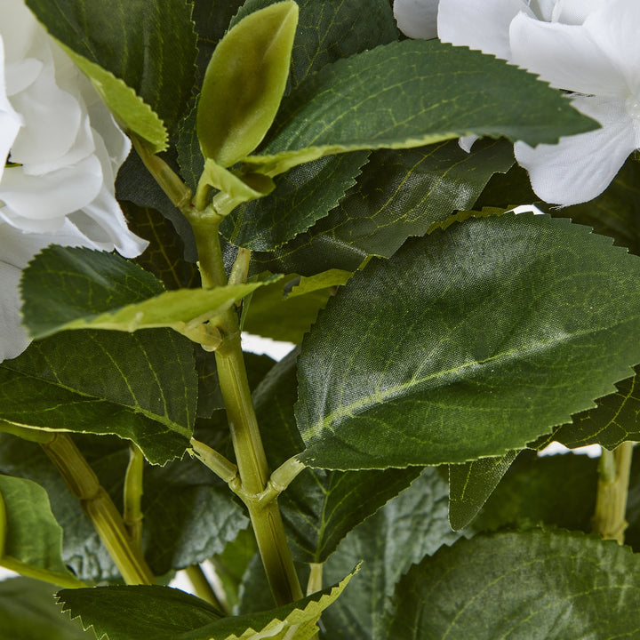 A close-up of hydrangea leaves