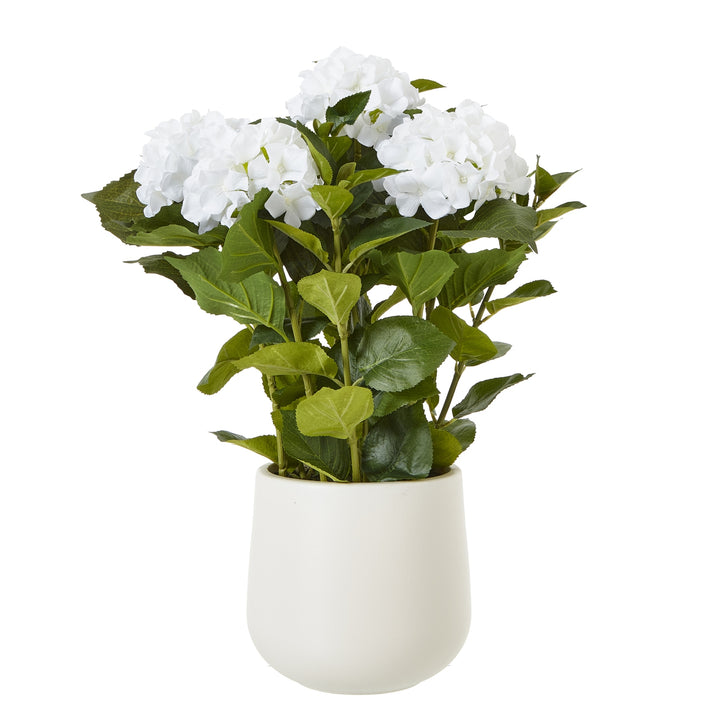 Medium White Hydrangea Plant In plastic pot on white background