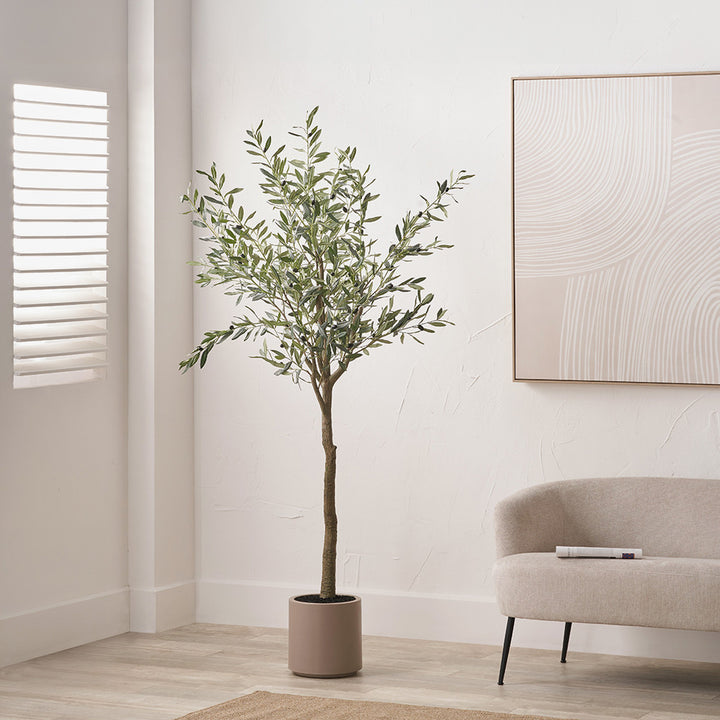 Large Olive Tree in Pot 210cm