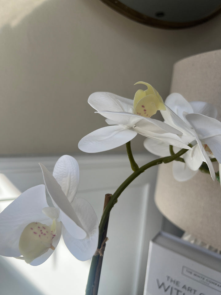 Orchid In white Pot