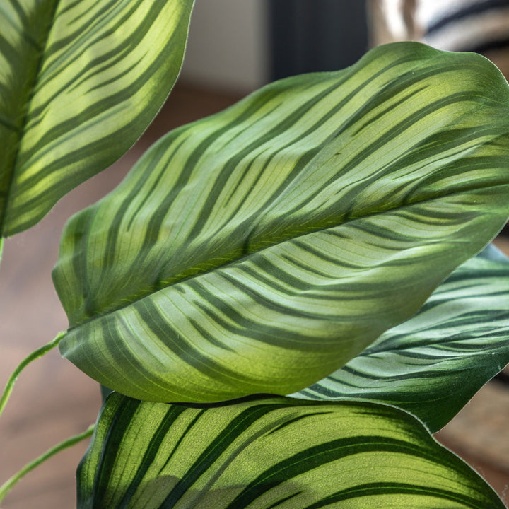 Potted Calathea Leaf Tree | Large