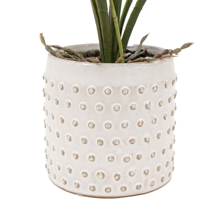 Pink Orchid in White Ceramic Dot Pot