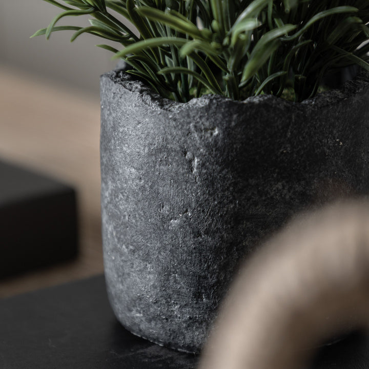 Potted Fern Plant | Small