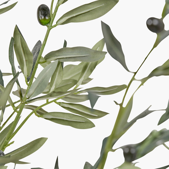 Large Olive Tree in Pot 210cm