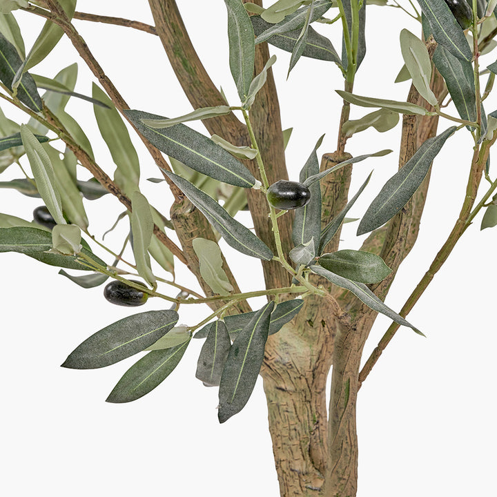 Large Olive Tree in Pot 210cm