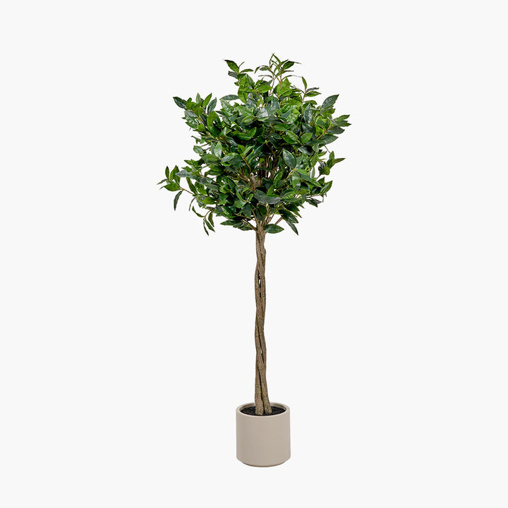 Medium Bay Tree in Pot 150cm