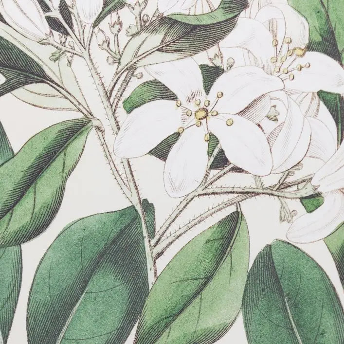 Foliage and Blooms Framed Art