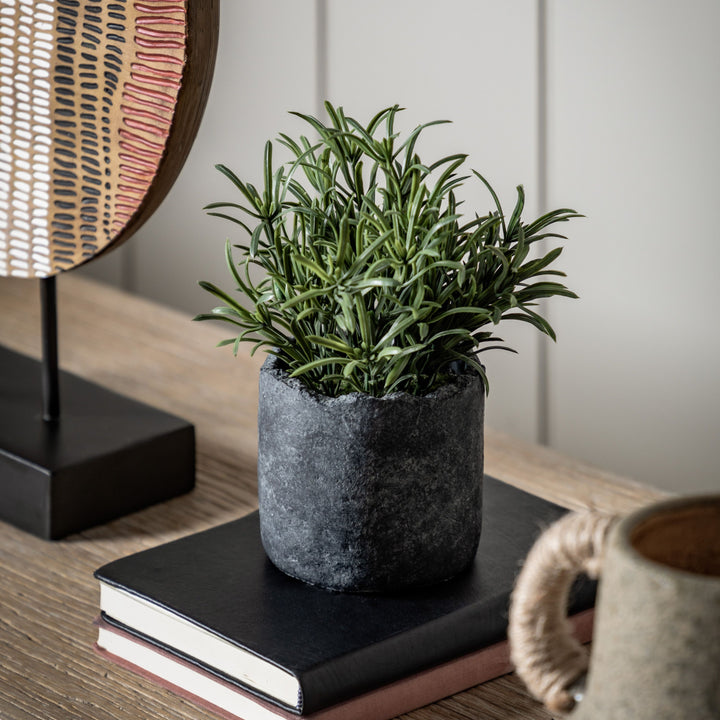Potted Fern Plant | Small