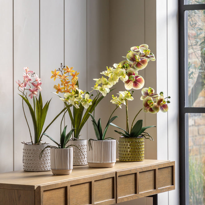 Pink Orchid in White Ceramic Dot Pot