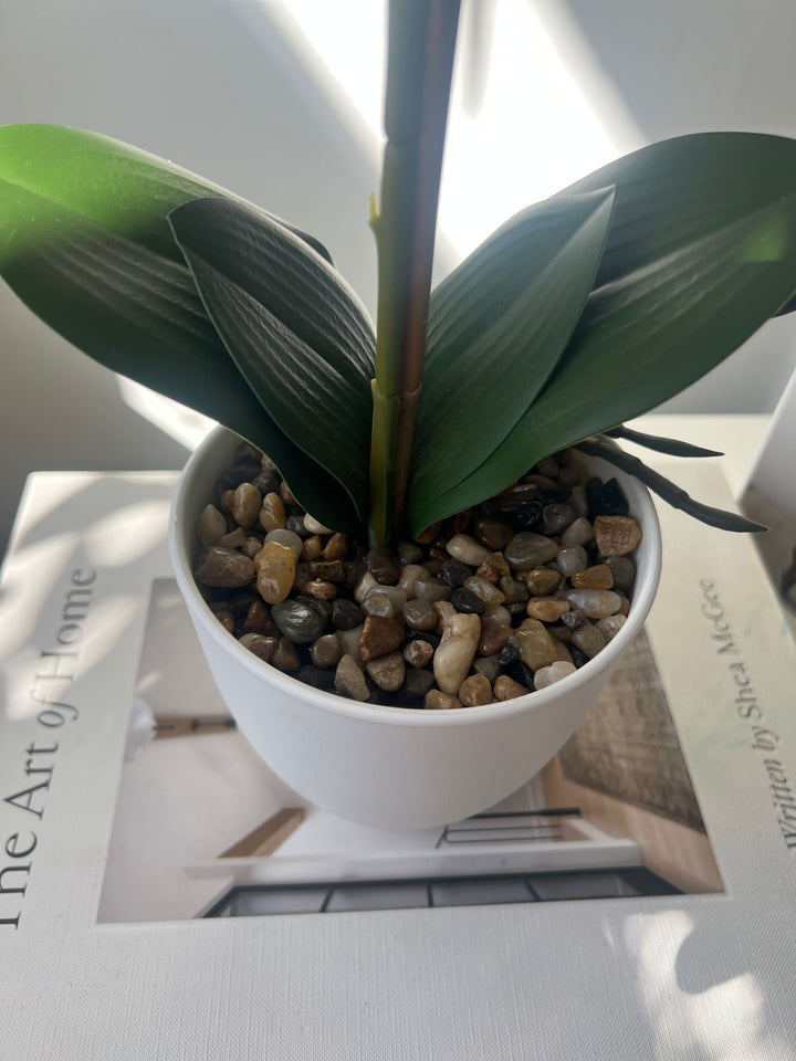 Orchid In white Pot