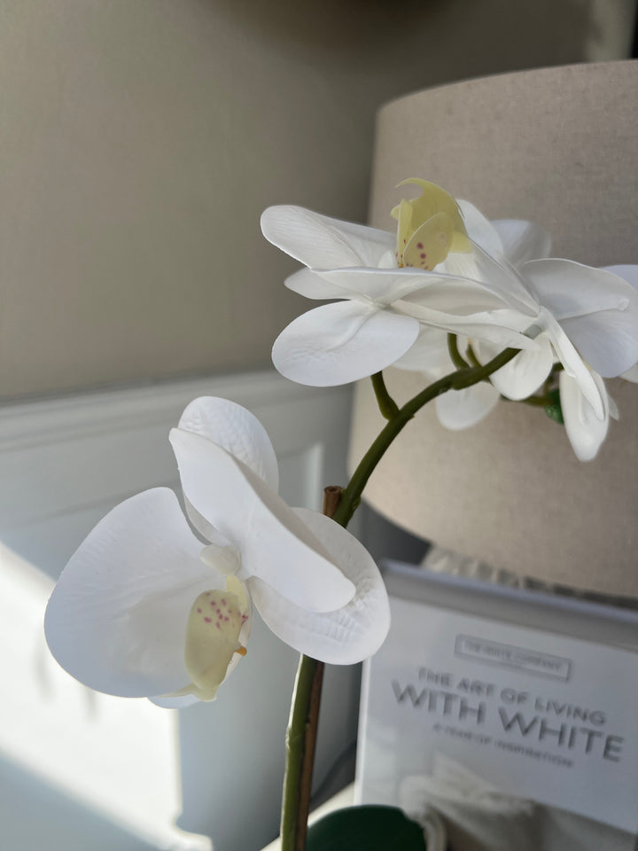 Orchid In white Pot
