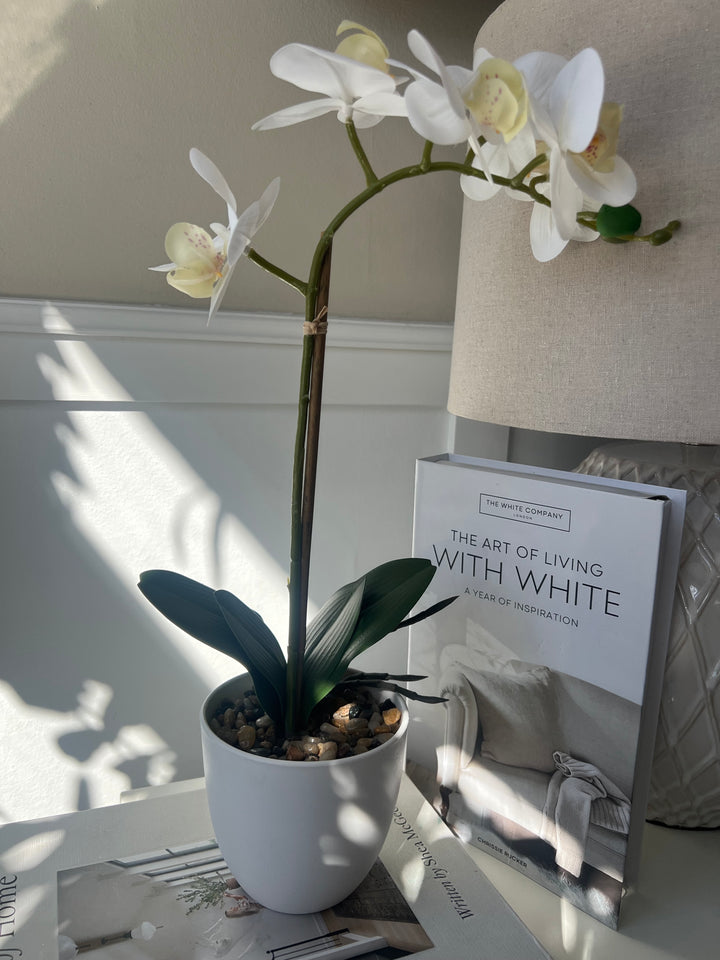 Orchid In white Pot