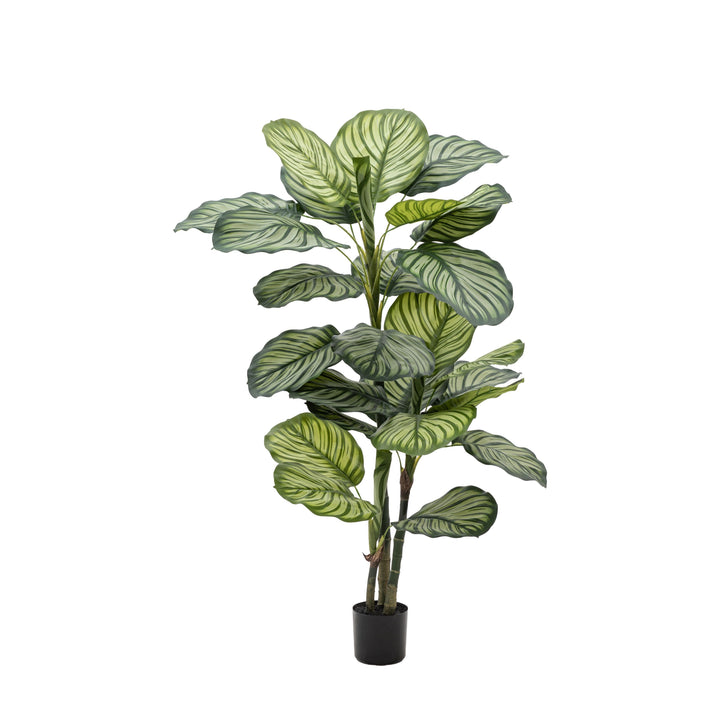 Potted Calathea Leaf Tree | Large