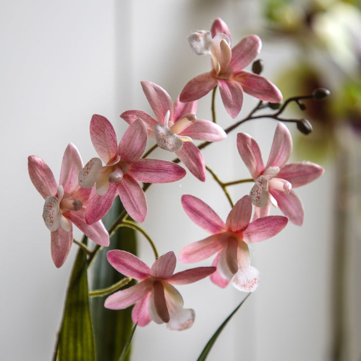 Pink Orchid in White Ceramic Dot Pot