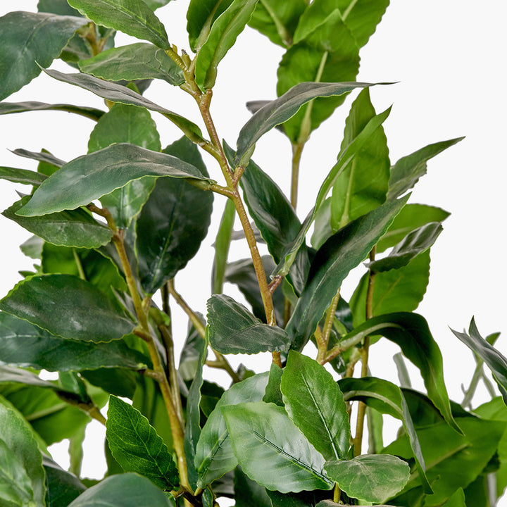 Medium Bay Tree in Pot 150cm