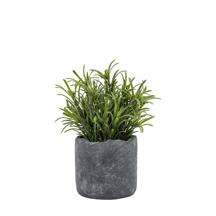 Potted Fern Plant | Small