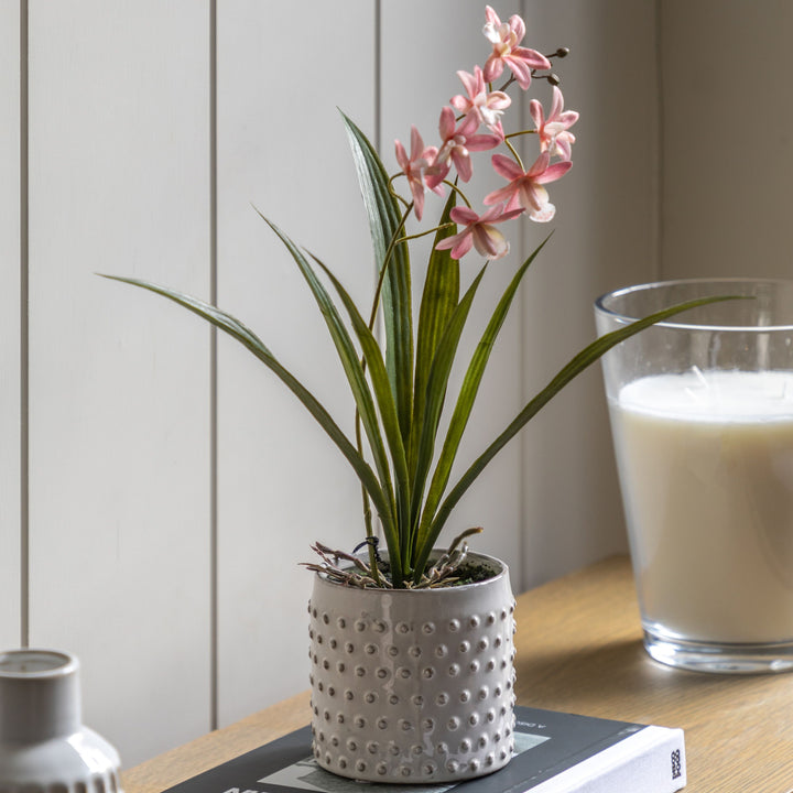 Pink Orchid in White Ceramic Dot Pot