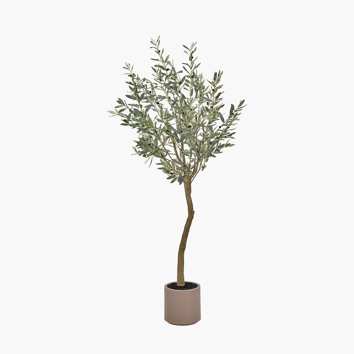 Large Olive Tree in Pot 210cm