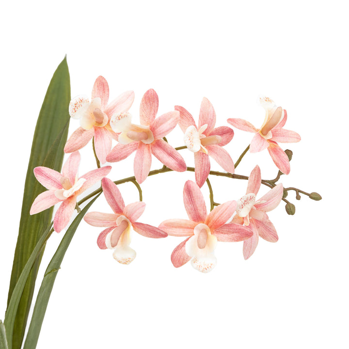 Pink Orchid in White Ceramic Dot Pot