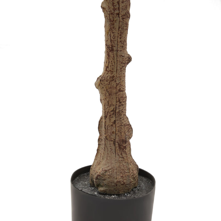 Puglia Olive Tree 150cm