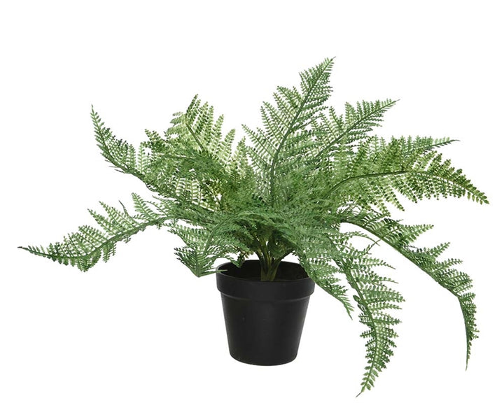 Fern In Pot 55cm