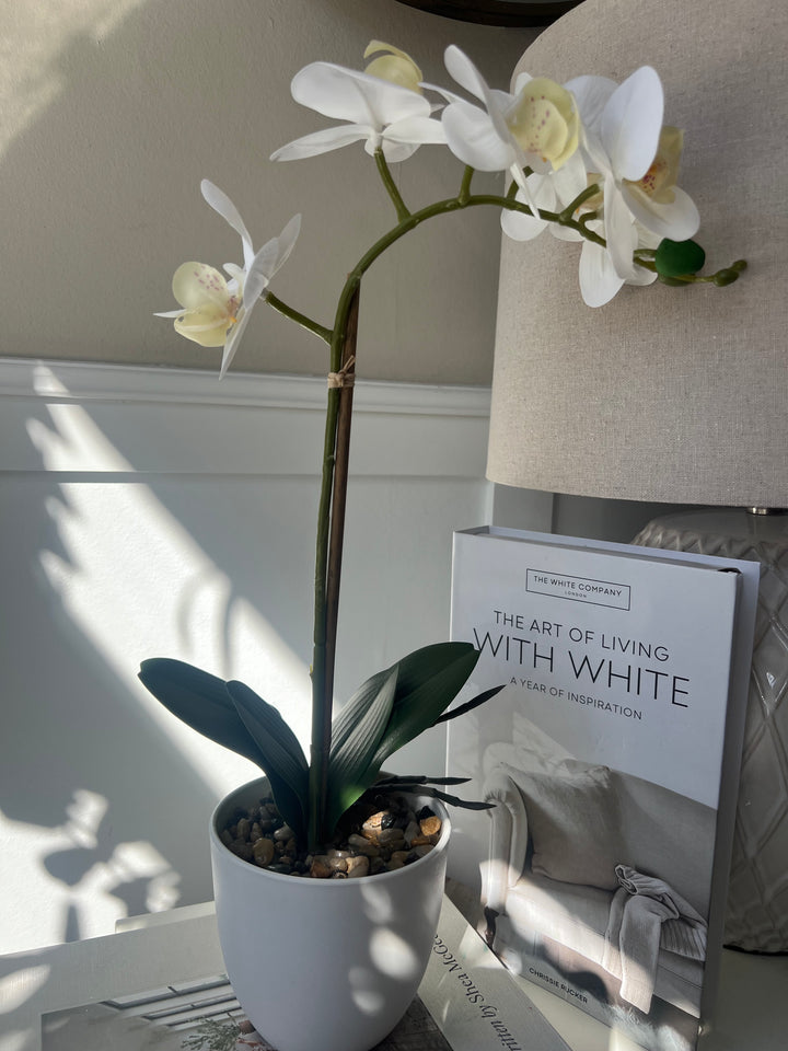 Orchid In white Pot