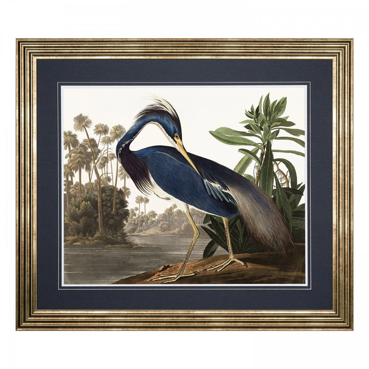 Louisiana Heron Framed Art