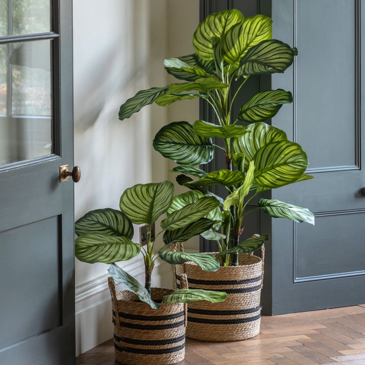 Potted Calathea Leaf Tree | Large