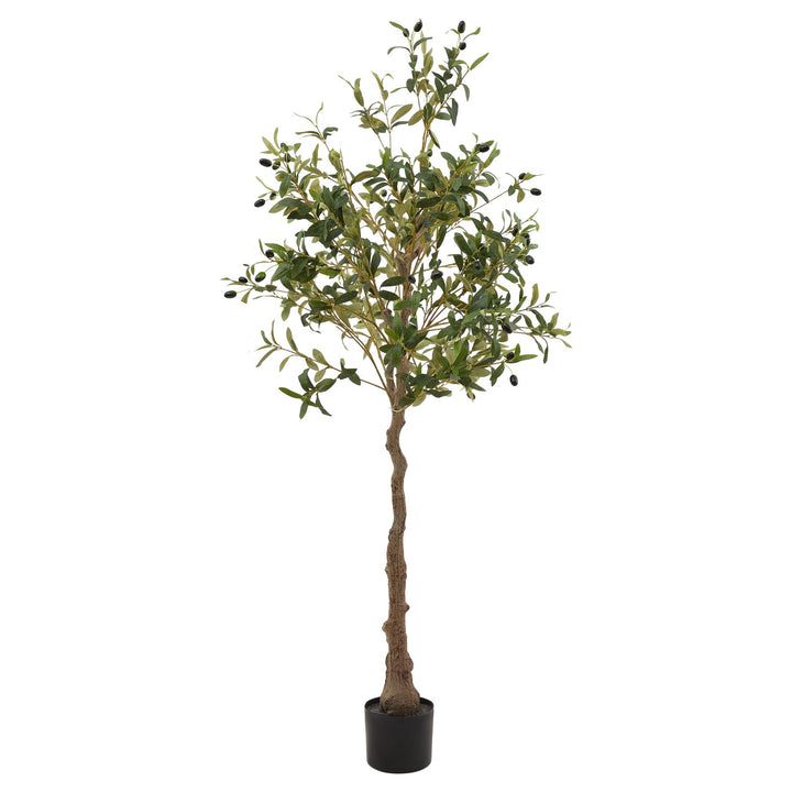 Puglia Olive Tree 150cm