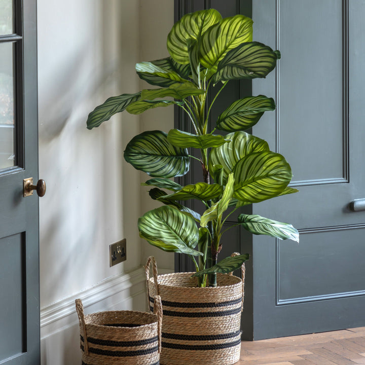 Potted Calathea Leaf Tree | Large