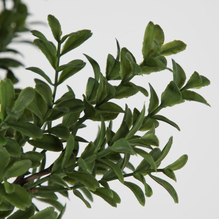 Buxus Bush Spray Green (6pk)