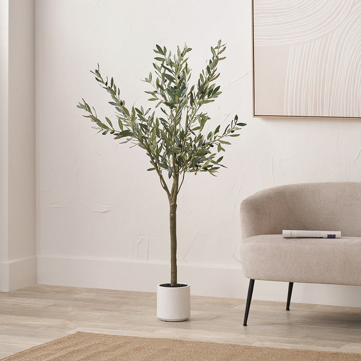 Medium Olive Tree in Pot 150cm