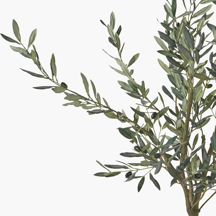 Medium Olive Tree in Pot 150cm