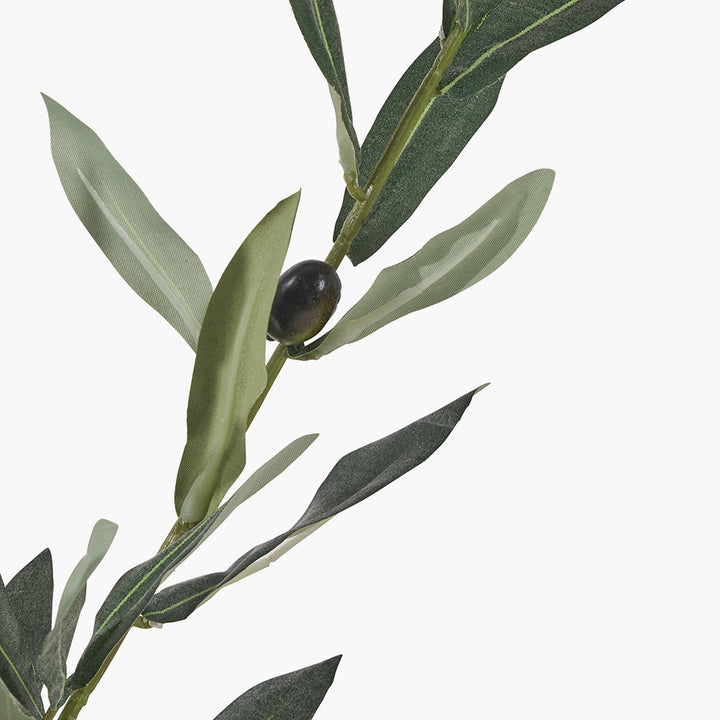 Medium Olive Tree in Pot 150cm