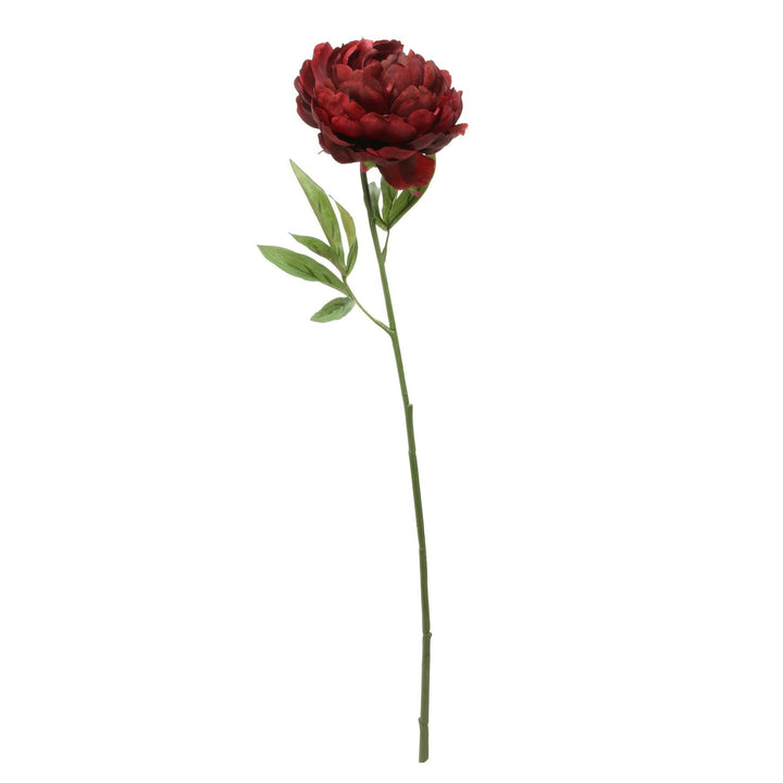 Glamis Single Peony Dark Red (62cm) X3 Stems