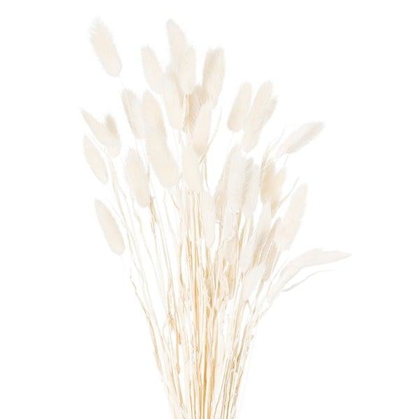 Dried Bunny Tail Bunch Of 60 | White - Home Pieces