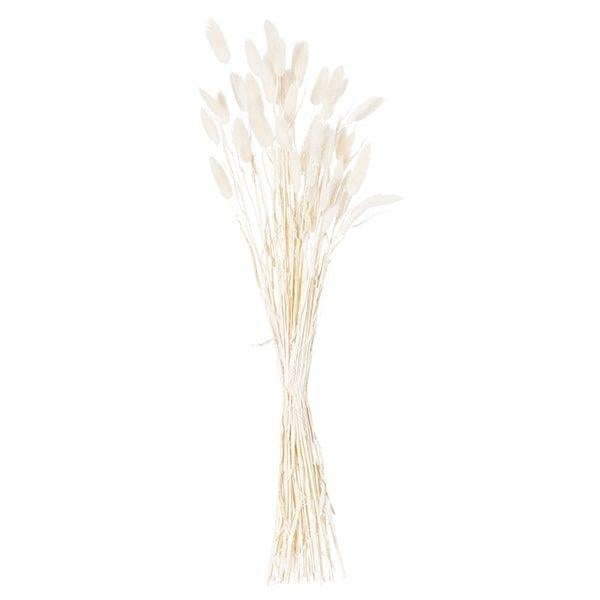 Dried Bunny Tail Bunch Of 60 | White - Home Pieces