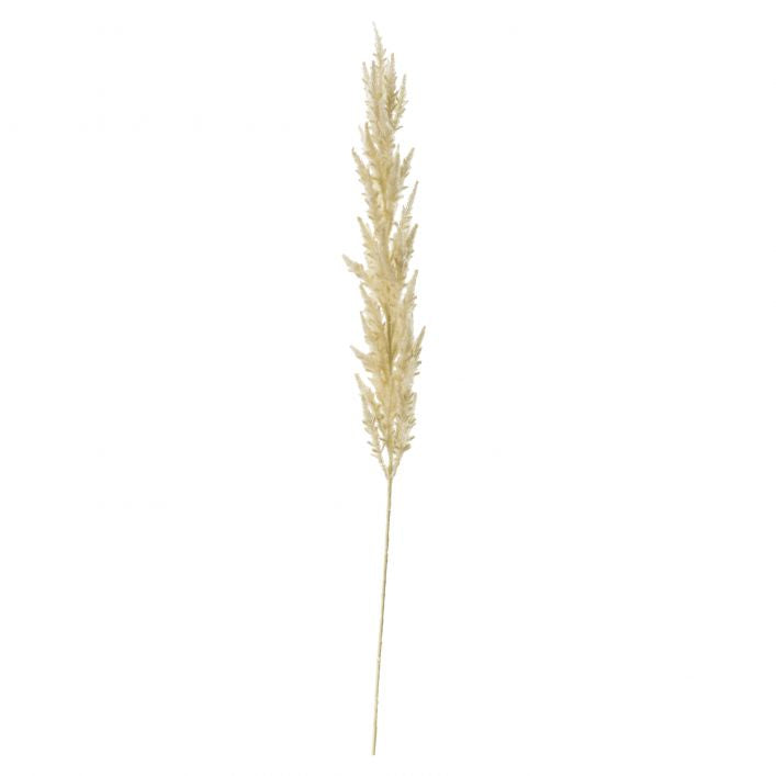Ivory Pampas Grass (3pk)