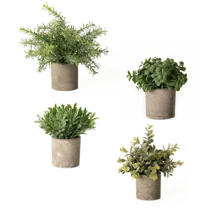 Buxus In Stone Effect Pot 20cm