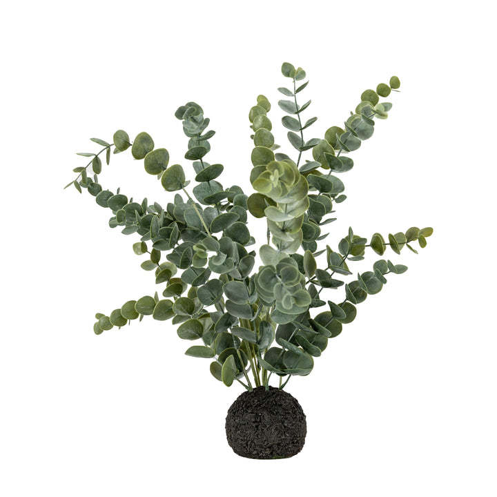 Eucalyptus in Soil
