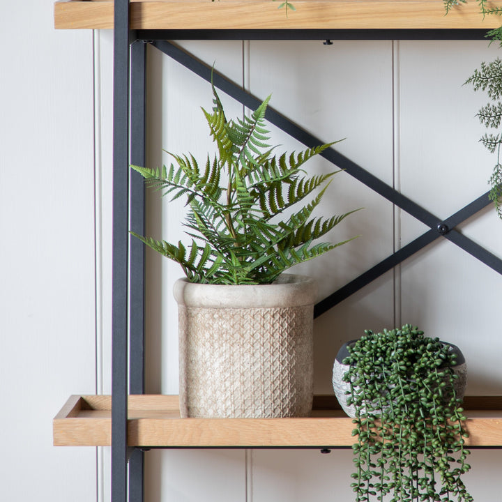 Lady Fern in Soil Green